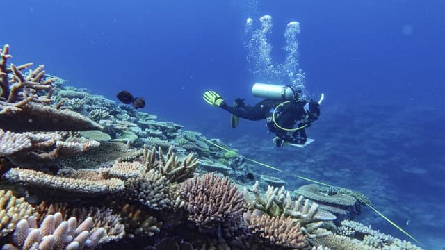 Progress and poor marks: Reef earns a mixed report card