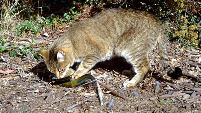 Cat DNA study reveals huge native animal toll