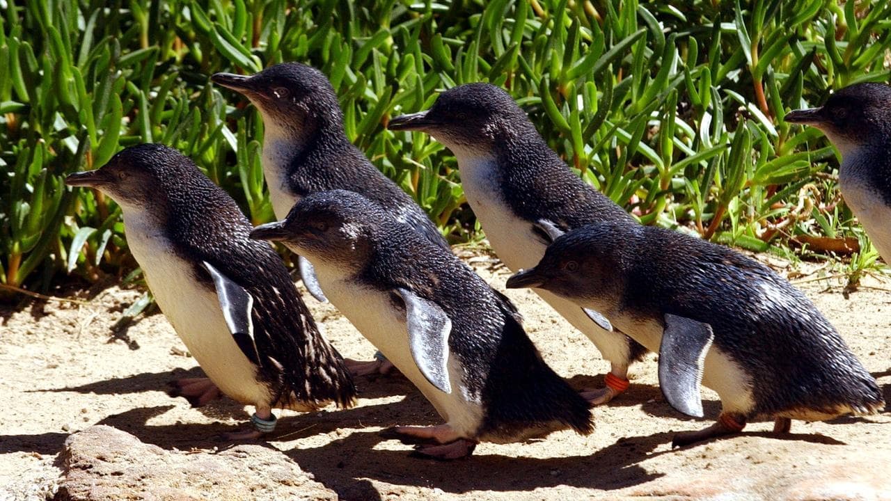 Little penguin dies from bird flu as case numbers grow