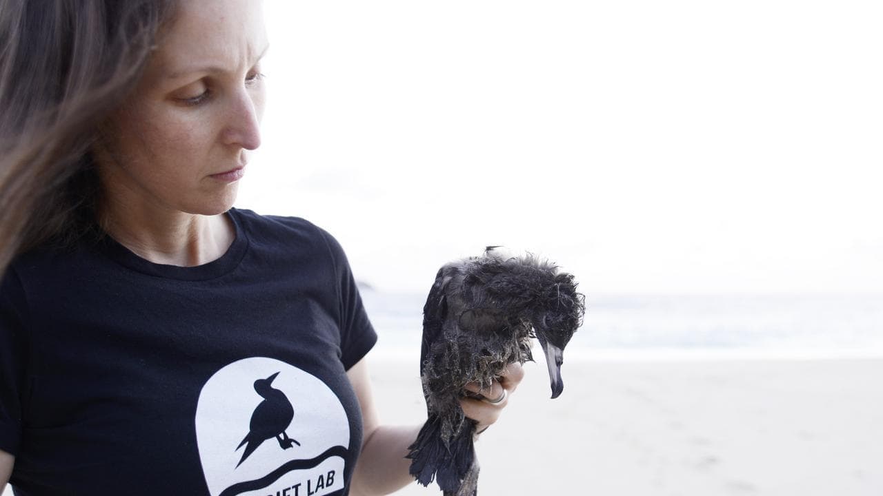 'Walking dead': plastic ingestion's seabird impact