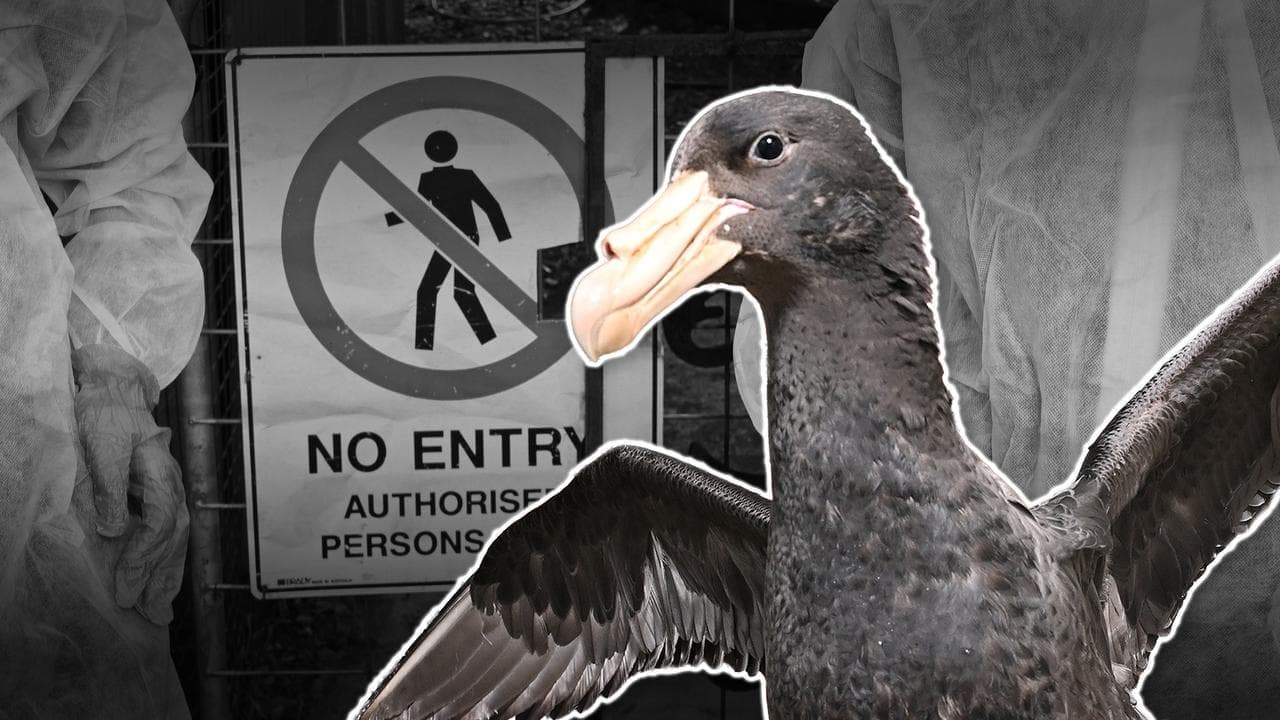 Mass deaths in two states heightens bird flu alarm