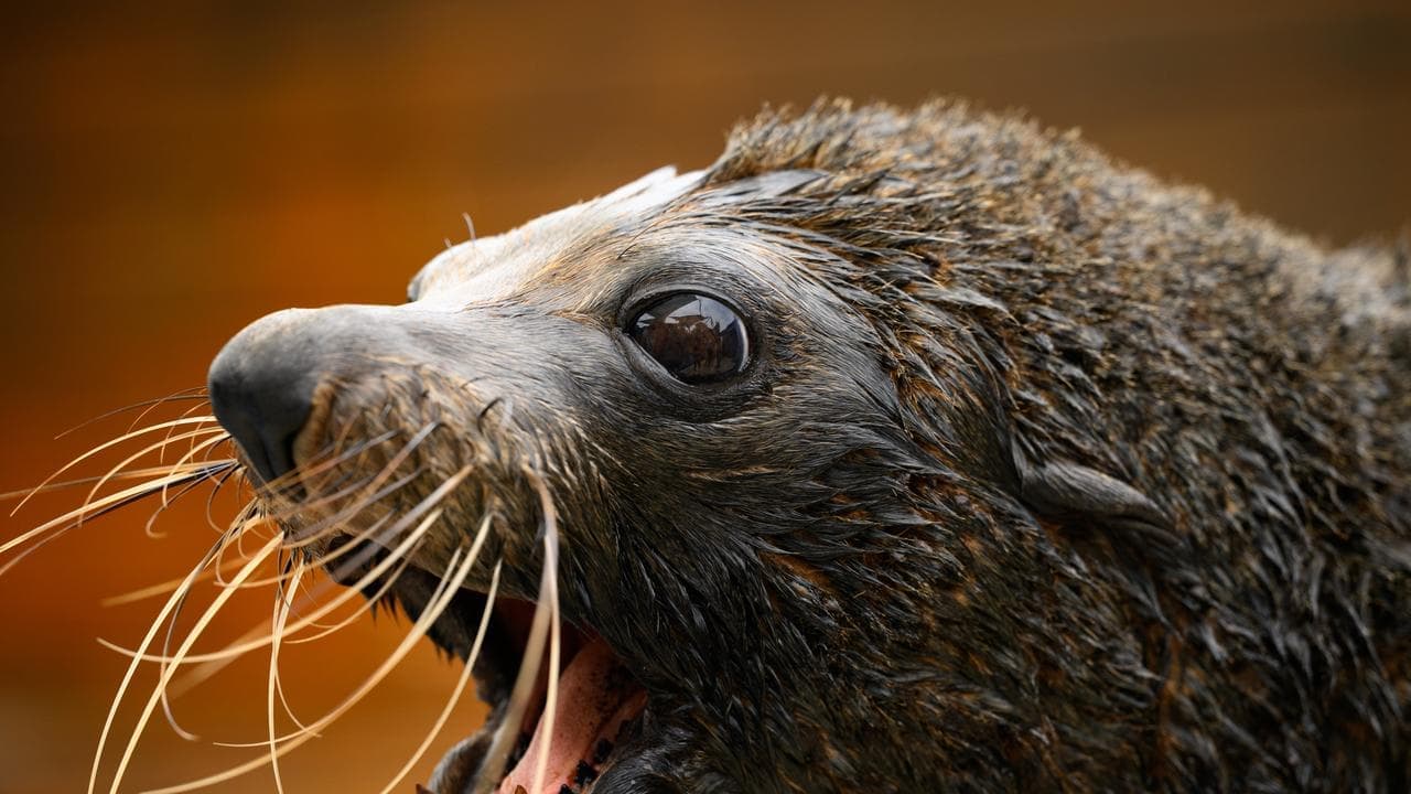 Australia records first case of bird flu in a mammal