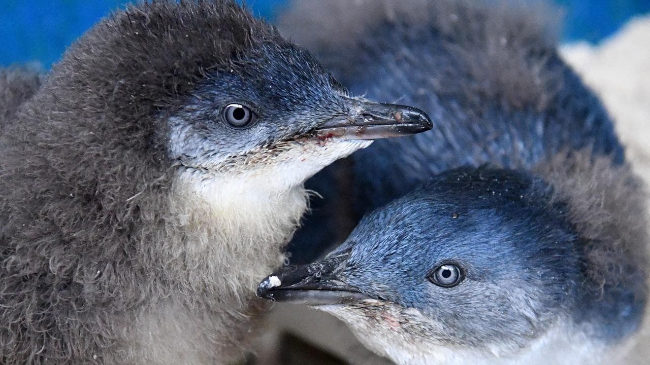 Race to vaccinate after deadly bird flu milestone