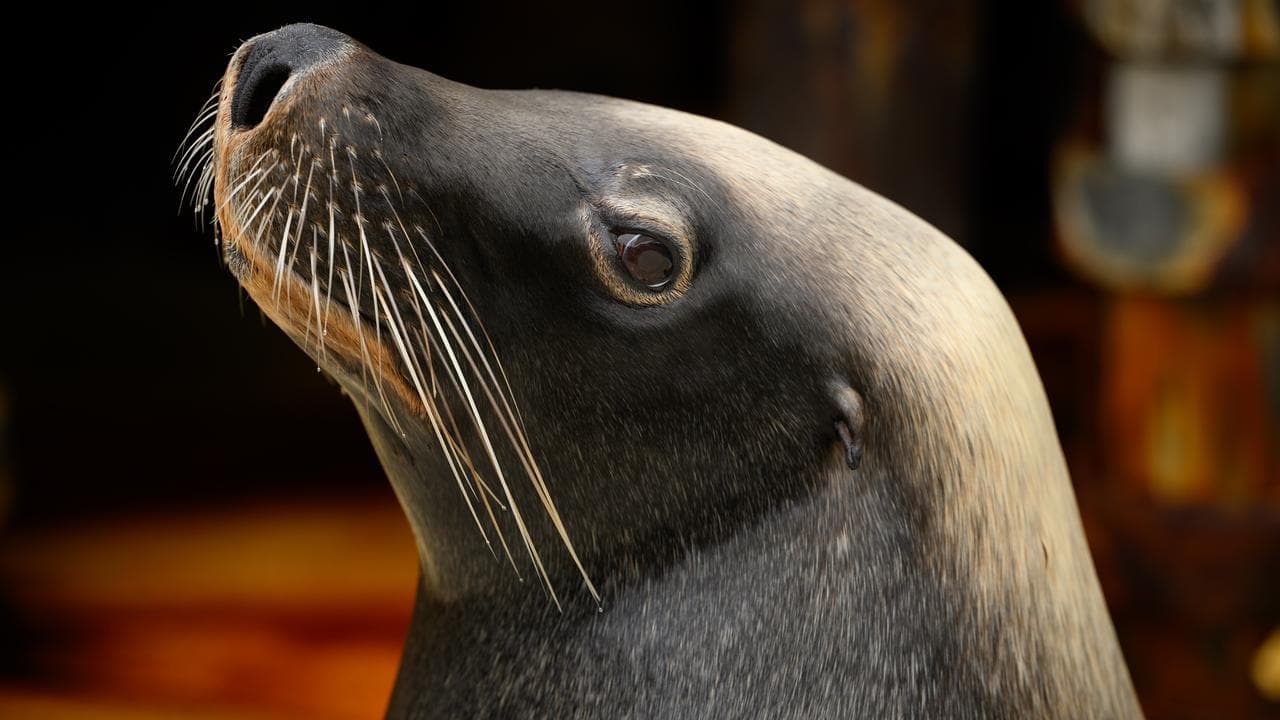 Bird flu could wipe out endangered sea lion population