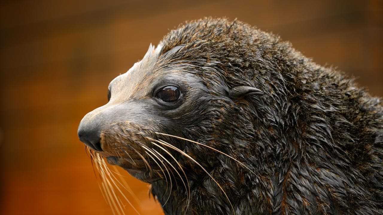 Second fur seal suspected to have bird flu