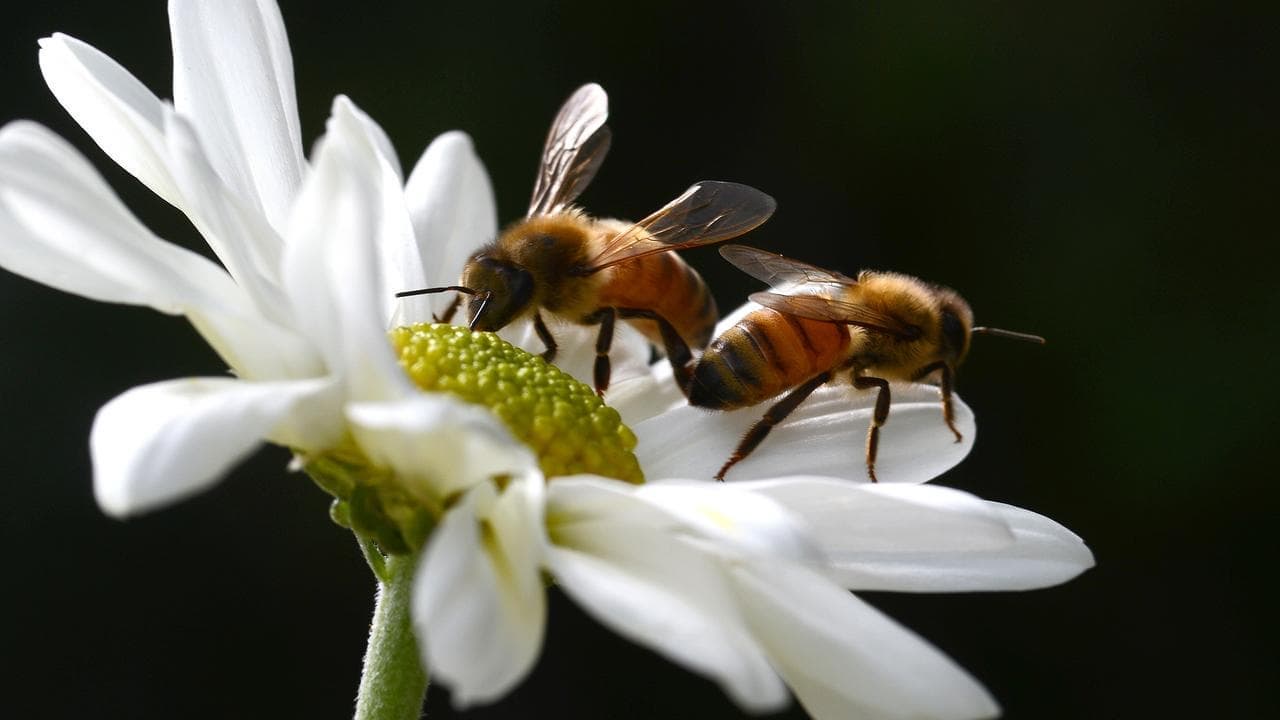Bee-killing mite second wave raises food security alarm