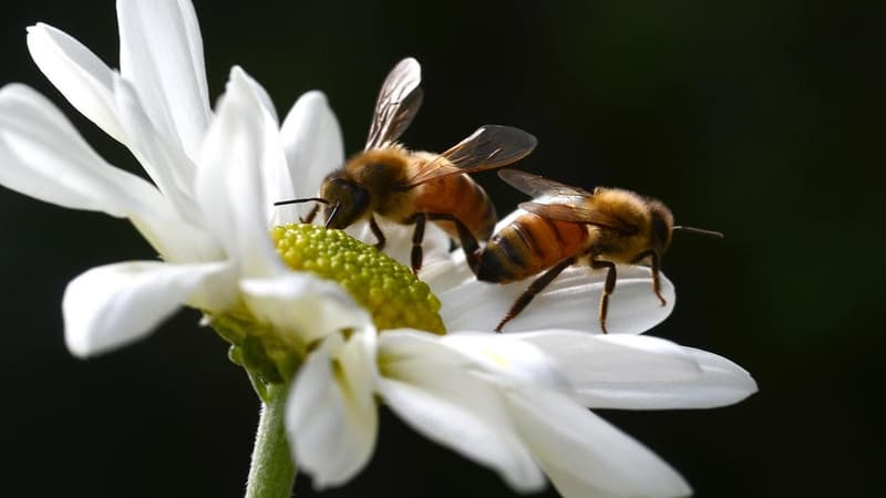 Bee-killing mite second wave raises food security alarm