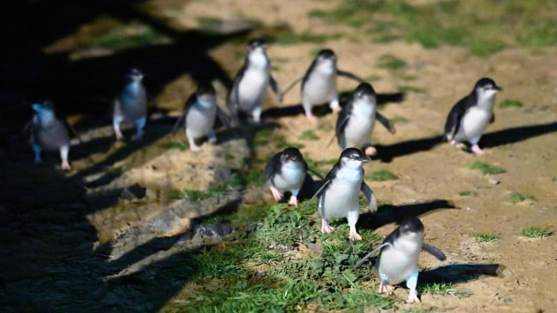 Bird flu misinformation spreads after case confirmed in little penguin
