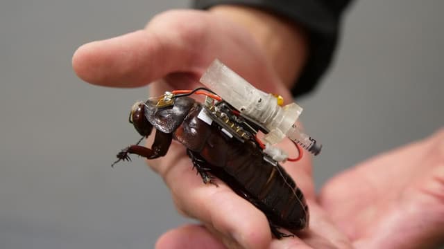 Roaches to the rescue: cyborg insects to deliver aid