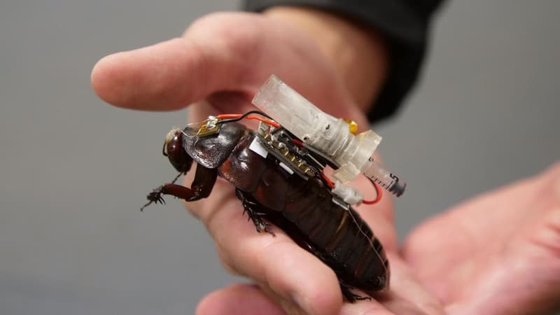 Roaches to the rescue: cyborg insects to deliver aid