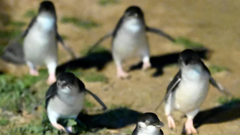 'Deeply unserious': funding boost for bird flu slammed