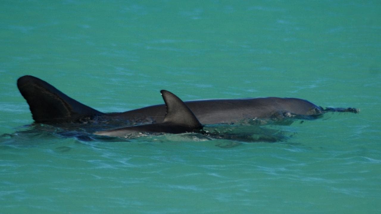 Dolphin contracts bird flu as staff pulled from island