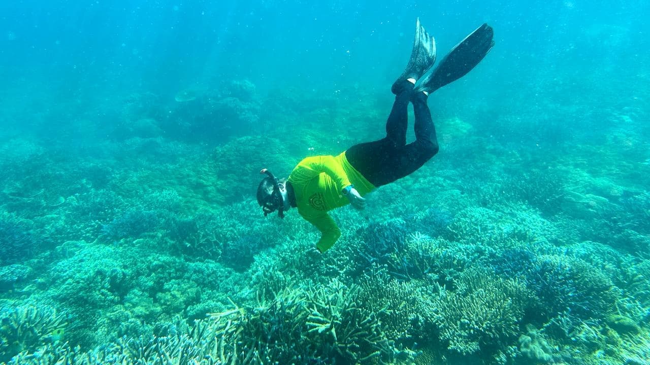 Australia's coral reefs retreat as heatwaves intensify