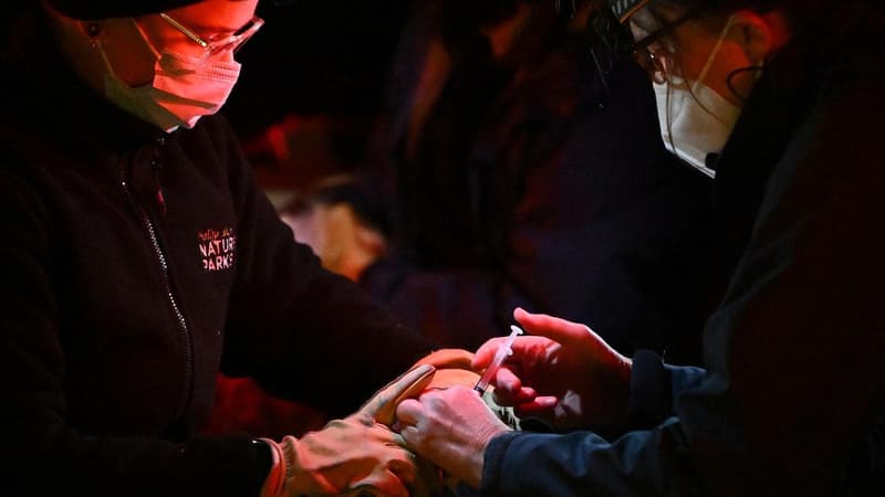 mRNA vaccine falsehoods resurface amid bird flu outbreak