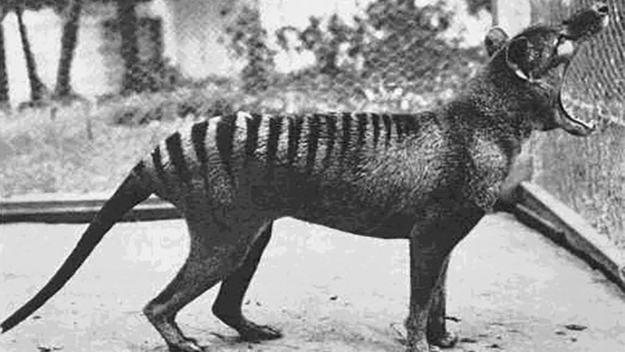 New research challenges myths about Tassie tigers