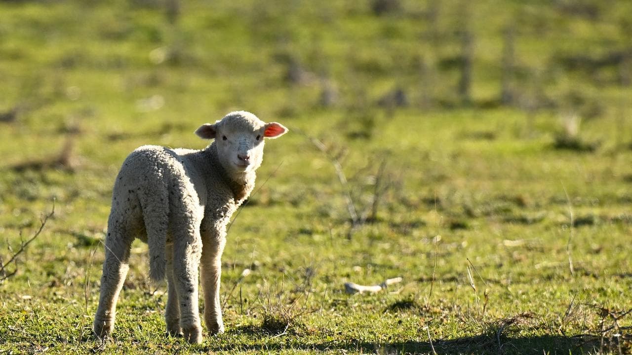 'Nightmare': child dies after petting zoo visit