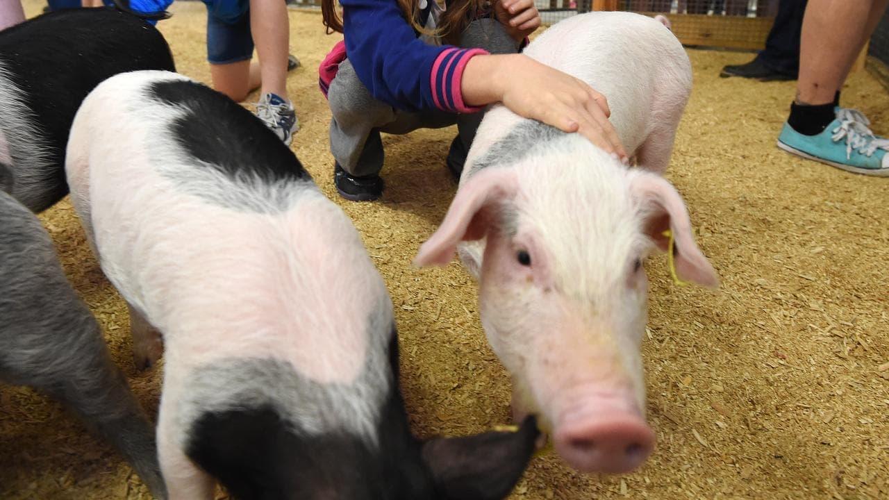 Child's death after petting zoo trip sparks warning