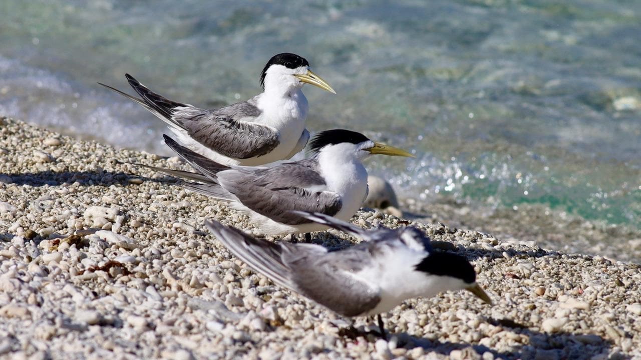 Major hub latest city to confirm first case of bird flu