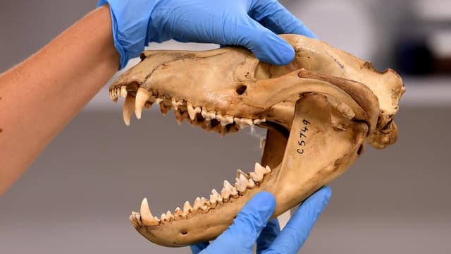 Grim milestone sparks warning for threatened species