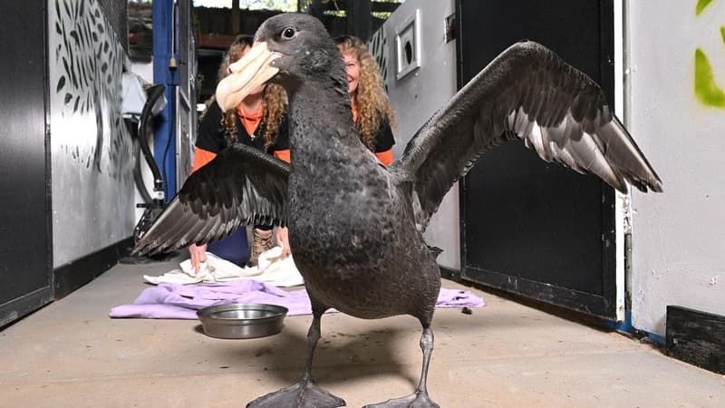 Bird flu denial sweeps social media as Australian cases surge
