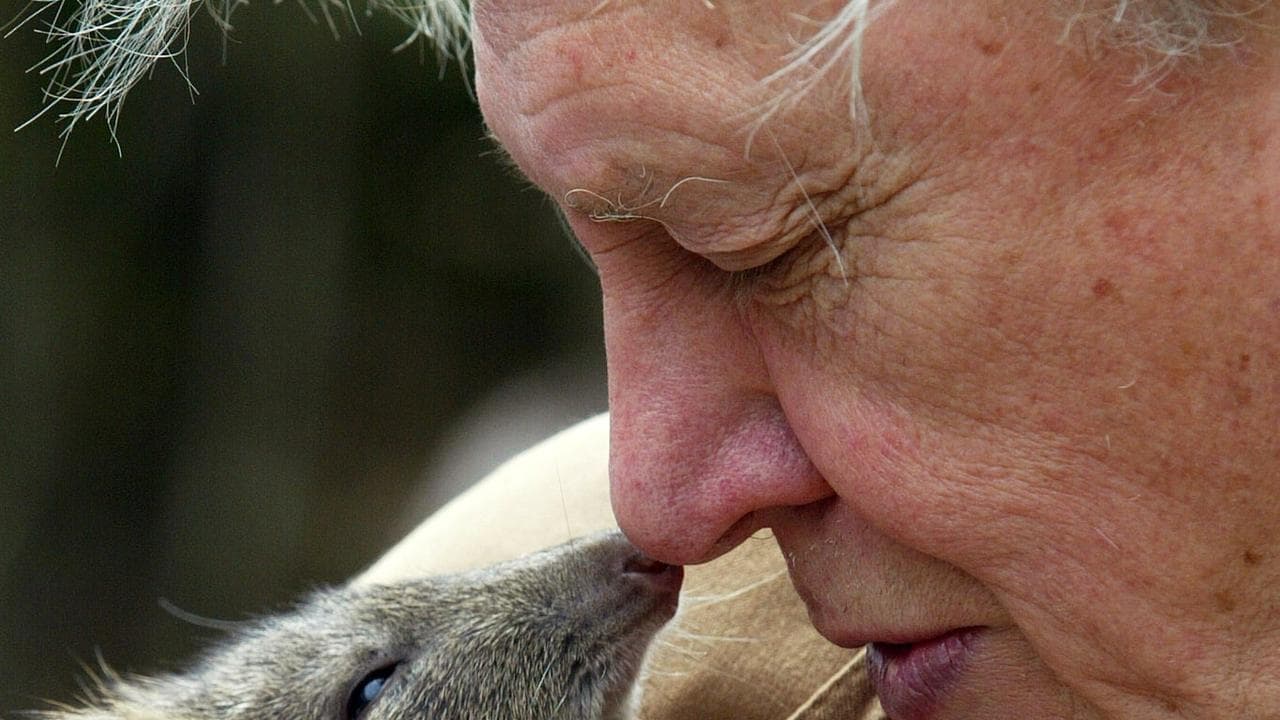 David Attenborough laments ‘terrible plight’ of planet
