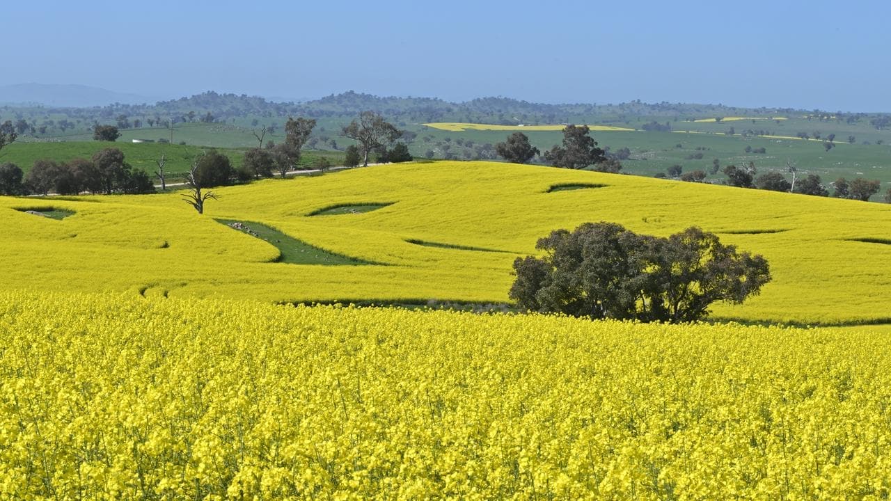 'Pretty awesome': canola fields burst into colour