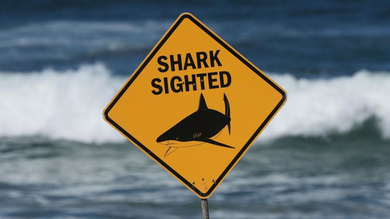 Shark drones make for a safer summer but no guarantees