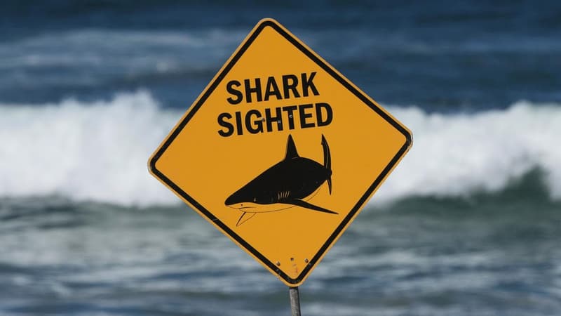 Shark drones make for a safer summer but no guarantees