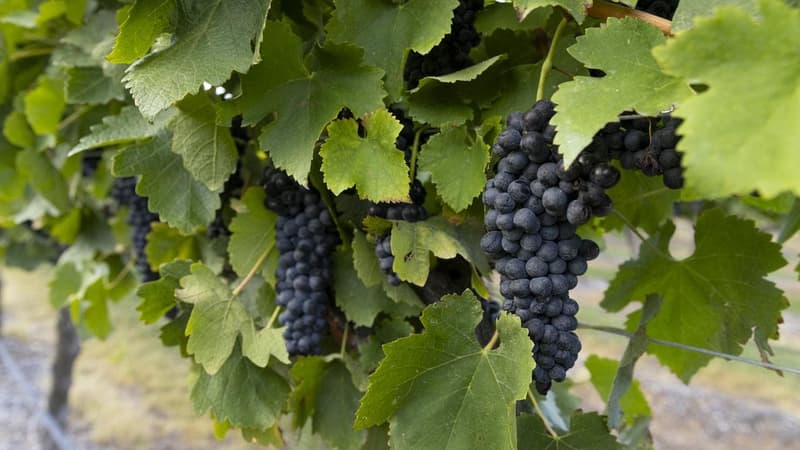 Struggling wine industry gets more funding poured in