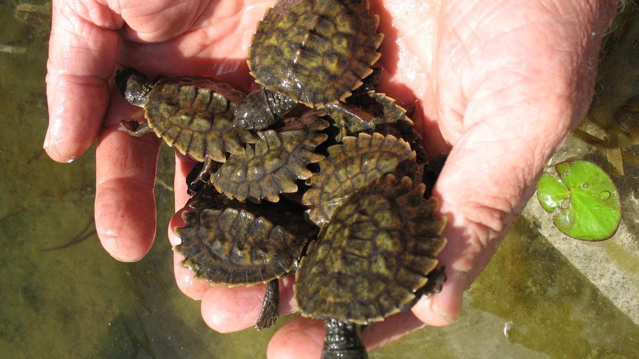Concerns voiced for crocodiles' future at Olympic site