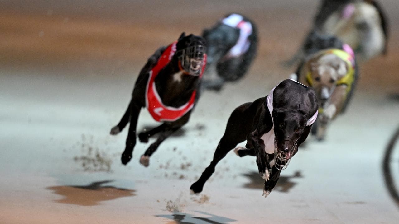 Greyhound watchdog fronts probe over misconduct files
