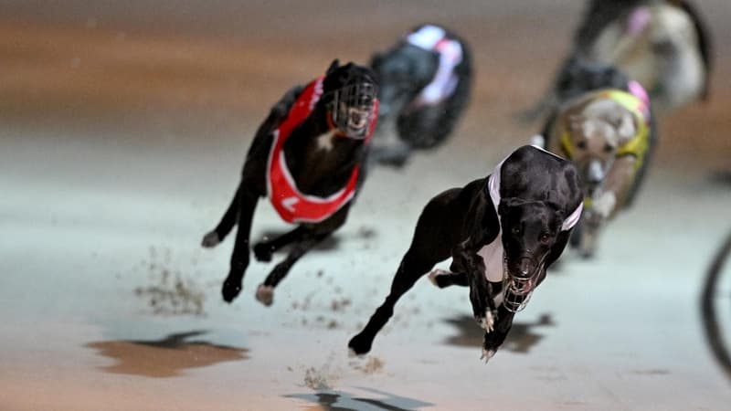 Greyhound watchdog fronts probe over misconduct files