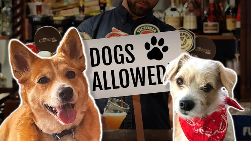 Pubs to go to the dogs in premier's pre-election pitch