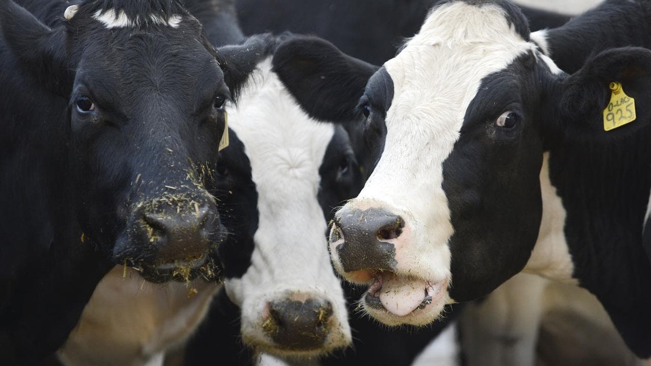 Milk group that lost its 'whey' eyes a better future