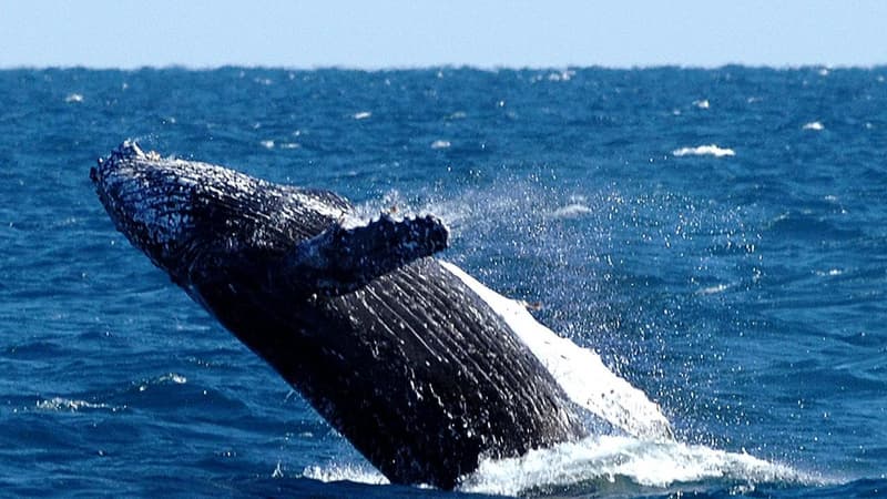 'Not all good news' amid whale conservation anniversary