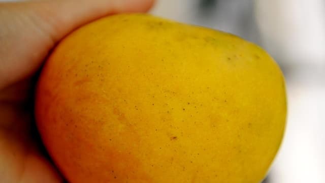 Mango growers fear premium fruit will be left to rot
