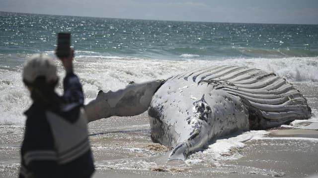 Whale of a task to remove 31-tonne carcass from beach