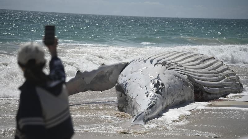 Whale of a task to remove 31-tonne carcass from beach