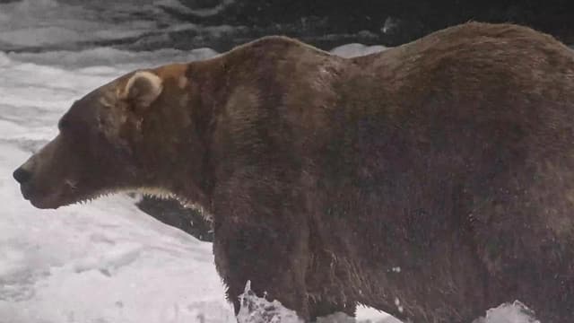 Gentle giant declared winner of Alaska's Fat Bear Week