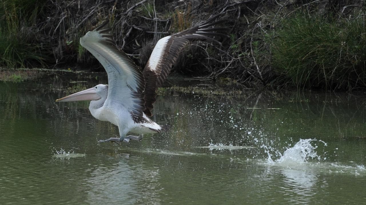 'Harebrained': basin water plan panned over shortfall