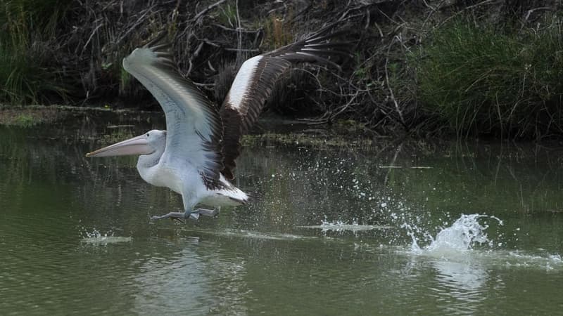 'Harebrained': basin water plan panned over shortfall