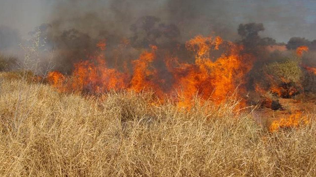 Urgent call on fire danger posed by invasive grass