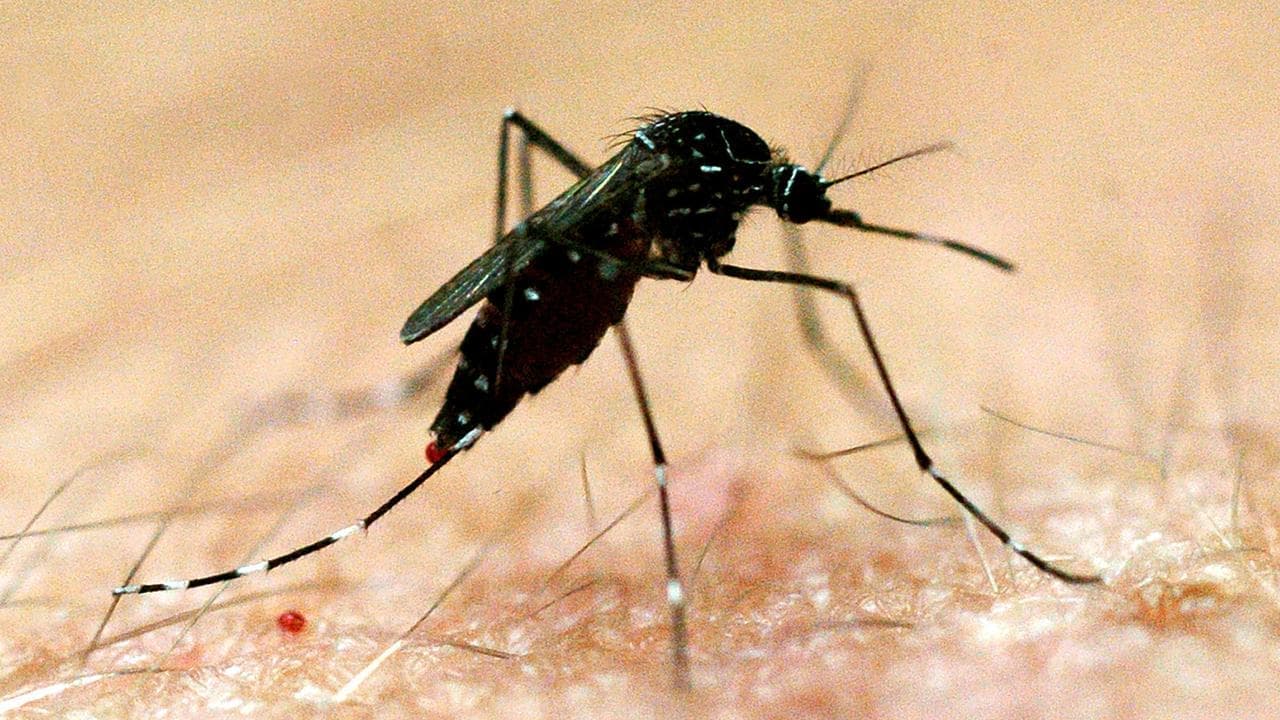 Climate change raises major disease risks for Australia