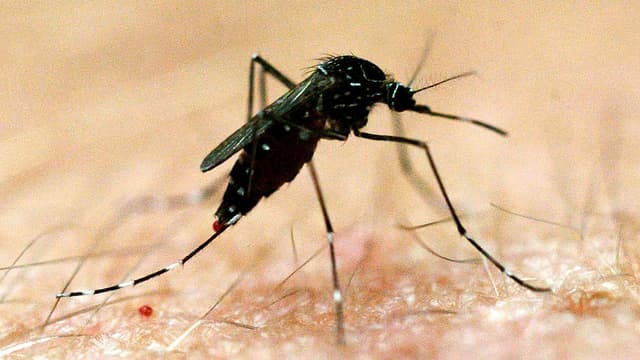 Climate change raises major disease risks for Australia