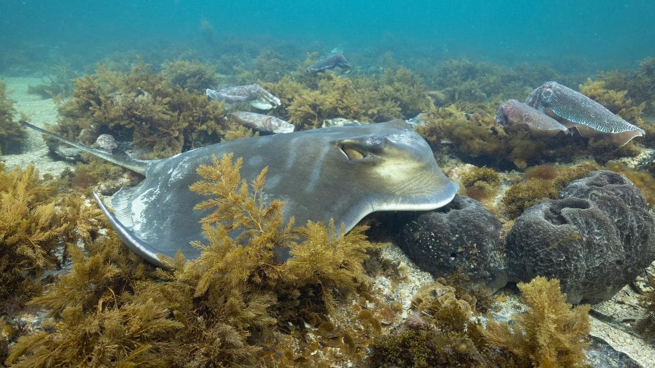 Stingrays return to beach ravaged by deadly algal bloom