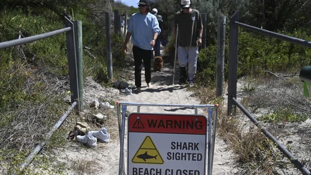 Shark tagging boost to keep swimmers safe after attacks