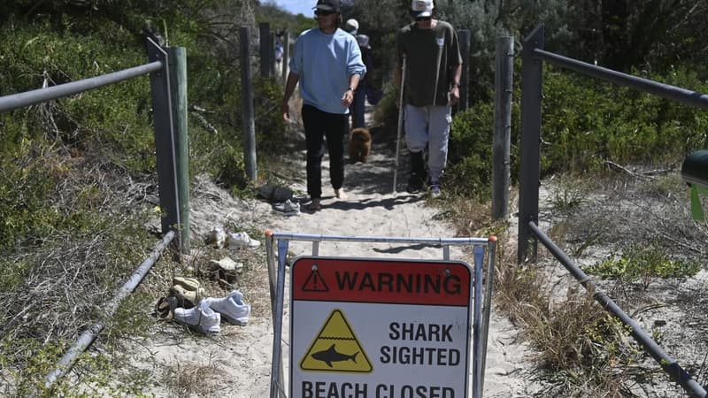 Shark tagging boost to keep swimmers safe after attacks
