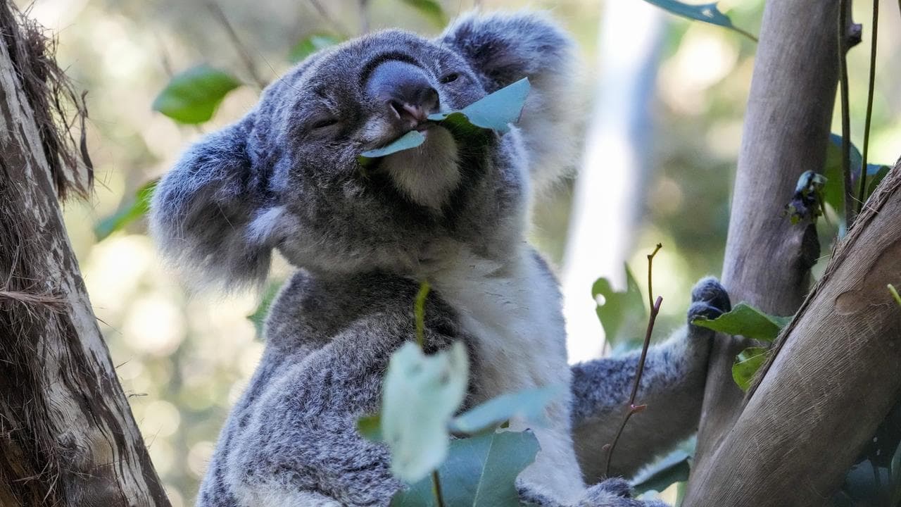 Green light for koala park a decade in the making