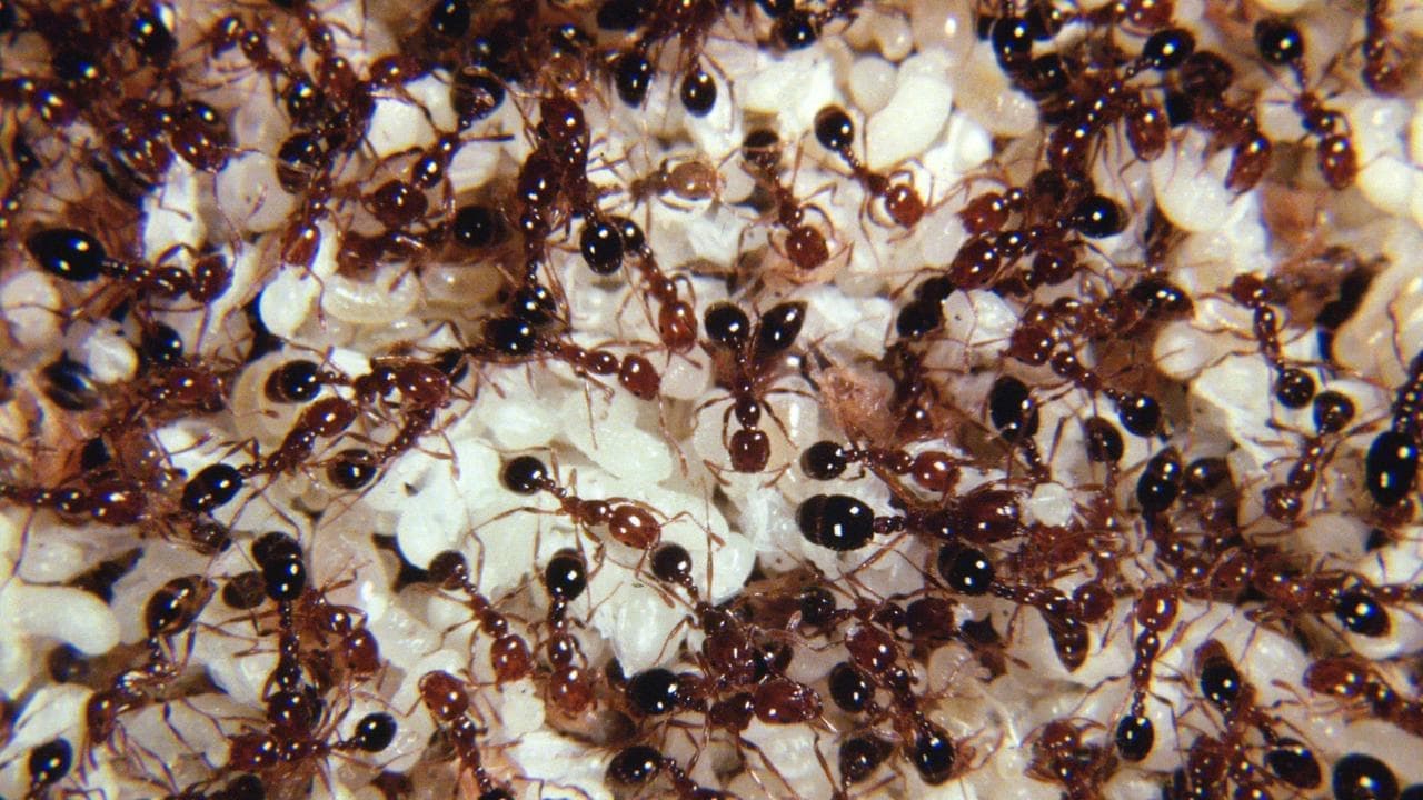 Lockdown called after super pest found in city facility