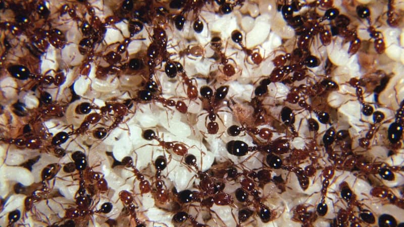Lockdown called after super pest found in city facility